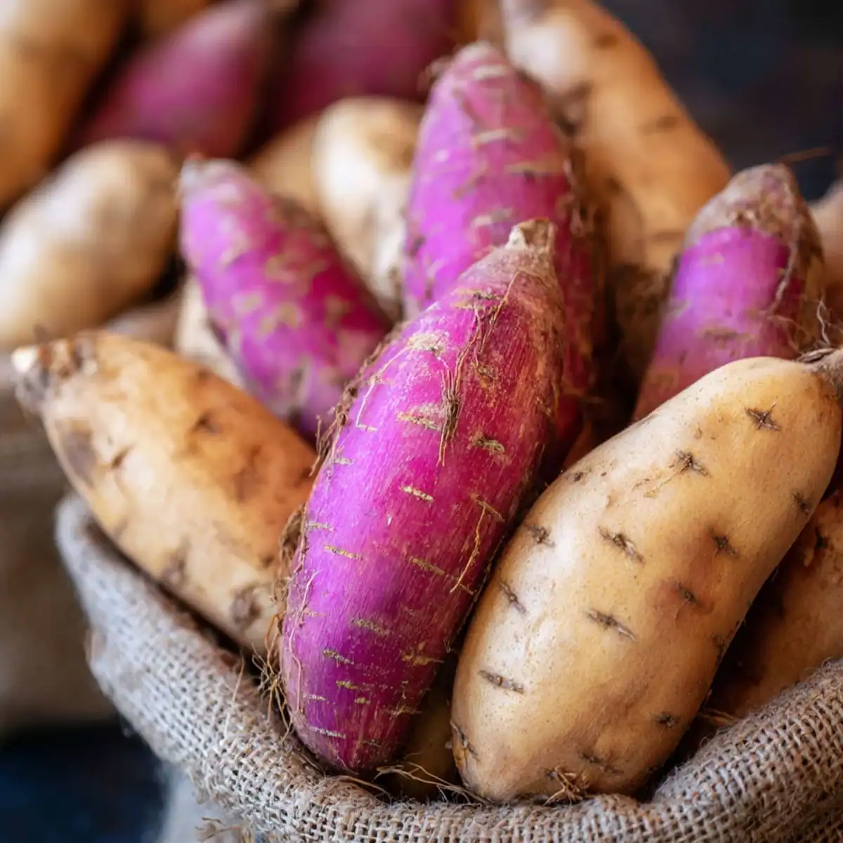 How to Boil Sweet Potatoes: The Complete Guide 2 Fresh raw sweet potatoes ready for cooking – how to boil sweet potatoes